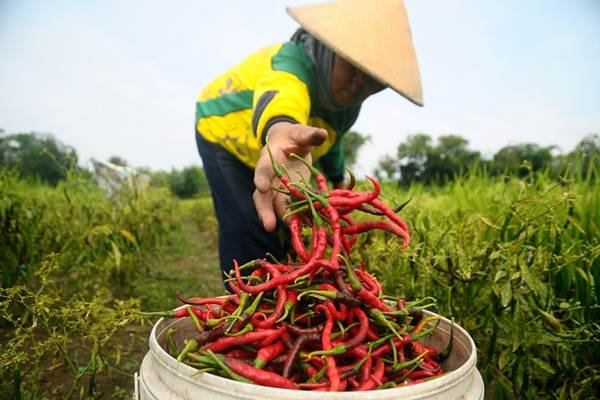 Petani memanen cabai di persawahan Desa Terkesi, Grobogan, Jawa Tengah, Senin (14/1/2019). Harga cabai di tingkat petani di wilayah itu mengalami penurunan dari Rp15.000 per kilogram menjadi Rp5.000 per kilogram akibat melimpahnya pasokan menyusul masuknya musim panen cabai di berbagai daerah. ANTARA FOTO/Yusuf Nugroho/wsj.
