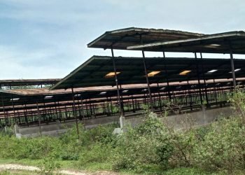 Kandang ternak lembu yang dibangun secara permanen, kini tak berpenghuni dan menjadi bangunan tak bertuan.(foto: perjuanganonline/agus nasution)