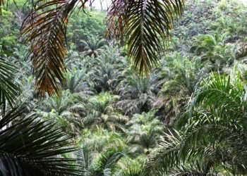 Tampak lahan yang disebut pembalakan ditumbuhi kelapa sawit oleh perkebunan PT KHI.