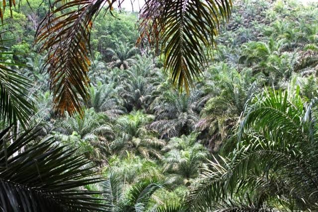 Tampak lahan yang disebut pembalakan ditumbuhi kelapa sawit oleh perkebunan PT KHI.