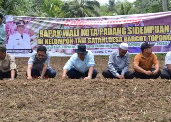 Wali Kota Padangsidempuan Irsan Nasution saat tanam bawang merah di Desa bargot topong. (IST)