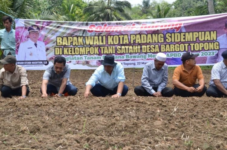 Wali Kota Padangsidempuan Irsan Nasution saat tanam bawang merah di Desa bargot topong. (IST)