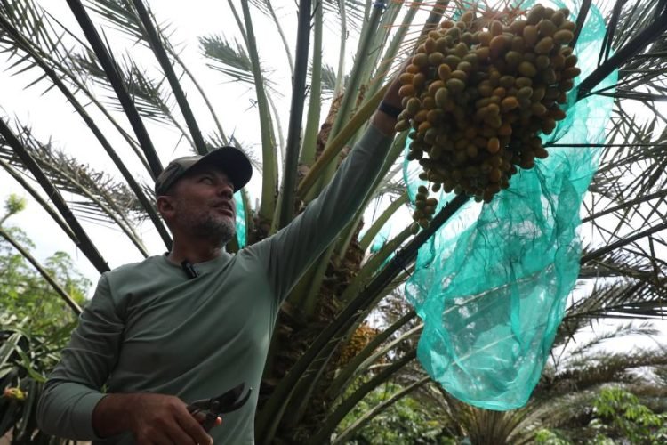 Wakil Gubernur (Wagub) Sumatera Utara (Sumut) Musa Rajekshah untuk ketiga kalinya mengunjungi kebun kurma milik Bena Ukur Tarigan di Kutambaru, Kecamatan Tiganderket, Kabupaten Karo, Rabu (22/3).  (DISKOMINFO)