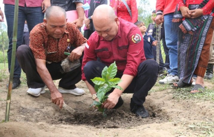 Bupati Taput Dr.Nikson Nababan MSi  sedang melakukan penanaman perdana bibit kopi jenis Arabica Komasti,Kamis (08/06/2023). (IST)
