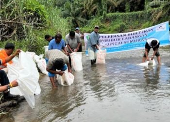 PT.AR bersama masyarakat melepas ribuat bibit ikan jurung di lubuk larangan Sungai Samura Batang toru Kabupaten Tapsel. (IST)