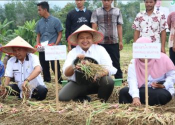 Bupati Tapsel  Dolly Pasaribu panen perdana bawang merah bersama  Koptan Tunas Muda Kelurahan Arse Nauli, Kecamatan Arse 5 Kabupaten Tapsel, Rabu (20/9/2023). (IST)