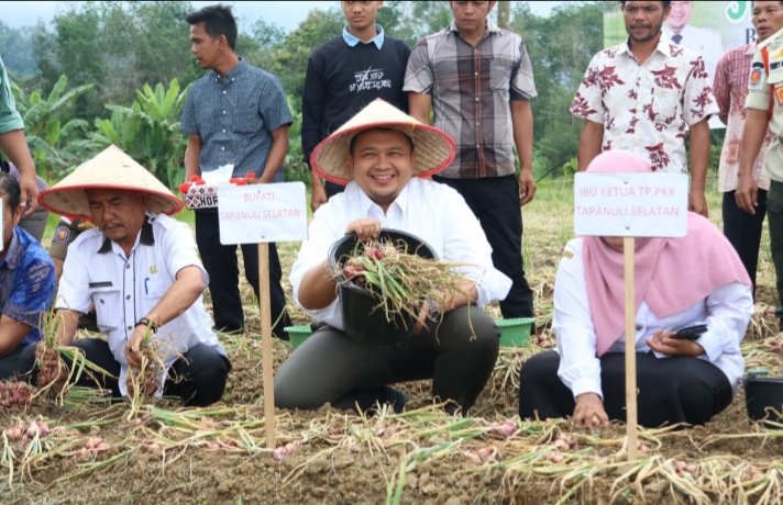 Bupati Tapsel  Dolly Pasaribu panen perdana bawang merah bersama  Koptan Tunas Muda Kelurahan Arse Nauli, Kecamatan Arse 5 Kabupaten Tapsel, Rabu (20/9/2023). (IST)