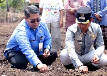 Plh.Sekda Kota Padangsidimpuan Rahuddin Harahap saat menanam bawang merah didampingi Camat Angkola Julu. (IST)