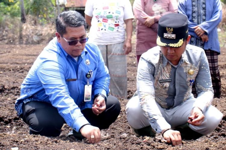 Plh.Sekda Kota Padangsidimpuan Rahuddin Harahap saat menanam bawang merah didampingi Camat Angkola Julu. (IST)