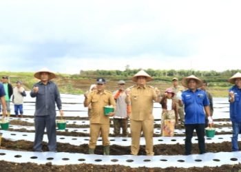 Penanaman bibit kentang di KPT Hariara Pintu. (Suriono Brandoi)