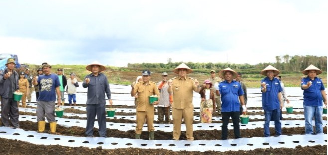 Penanaman bibit kentang di KPT Hariara Pintu. (Suriono Brandoi)