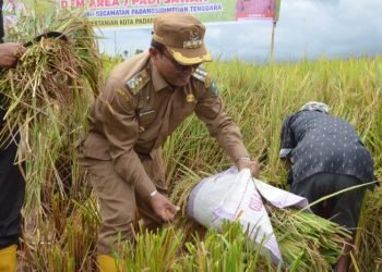 Pj.Wali Kota Padangsidimpuan Letnan Dalimunthe terlihat bersemangat panen raya padi dengan para petani. (IST)