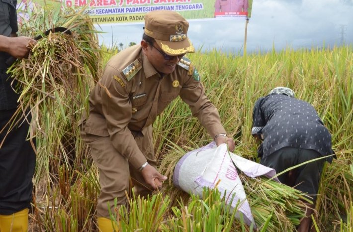Pj.Wali Kota Padangsidimpuan Letnan Dalimunthe terlihat bersemangat panen raya padi dengan para petani. (IST)