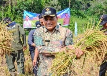 Pj. Wali Kota Padangsidimpuan Letnan Dalumunthe bersama Kelompok Karya panen padi sawah  di Saba Gomburan Bakaran Lama Kel. Silandit Kec. Padangsidimpuan Selatan. (IST)