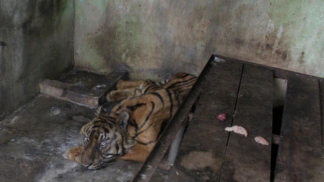 Seekor Harimau Sumatera di Medan Zoo dalam kondisi tak layak.