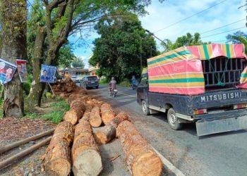 Balok kayu pinus masih berserak di pinggir Jalan Parapat Simarimbun.