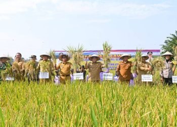 Pj Gubernur Sumut Hassanudin memanen Padi Sawah di Kelompok Tani Sriwangi, Desa Wonosari, Kecamatan Tanjungmorawa, Kabupaten Deliserdang, Selasa (27/2/2024). (Diskominfo Sumut)