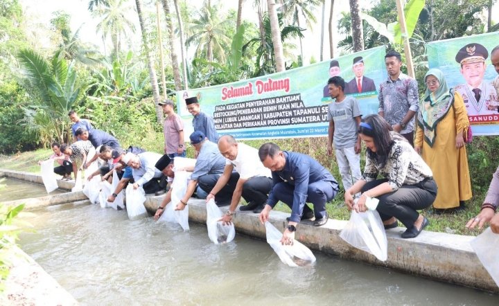 Sekda Sofyan Adil menebar benih Ikan Nila bersama Masyarakat Desa Muara Purba Nauli dan Desa Sori Manaon, Kecamatan Angkola Muara Tais, Kabupaten Tapsel. (IST)