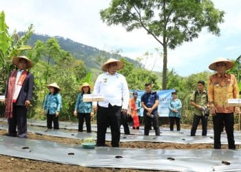 Bupati Samosir melakukan penanaman cabai.