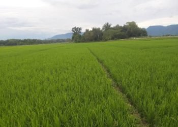 Hamparan Persawahan di Kecamatan Uluan, Kabupaten Toba.