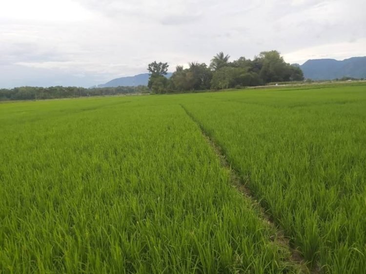 Hamparan Persawahan di Kecamatan Uluan, Kabupaten Toba.