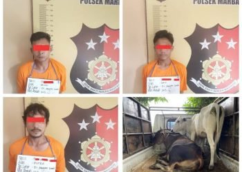 Polres Labuhanbatu menangkap tiga pria pelaku pencurian ternak sapi di Kabupaten Labuhanbatu Utara.
