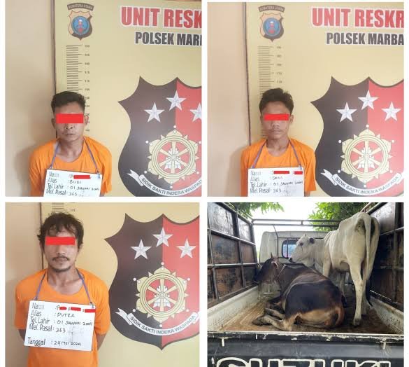 Polres Labuhanbatu menangkap tiga pria pelaku pencurian ternak sapi di Kabupaten Labuhanbatu Utara.