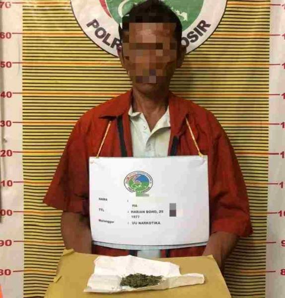 Tersangka kepemilikan narkotika jenis ganja yang berhasil diamankan Polres Samosir.