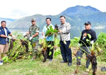 Aksi bersihkan enceng gondok di Danau Toba.(Suriono Brandoi)