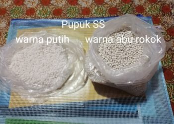 Pupuk SS (Ammophos) warna putih an Abu rokok. (IST)