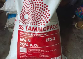 Pupuk SS (ammophos). (IST)
