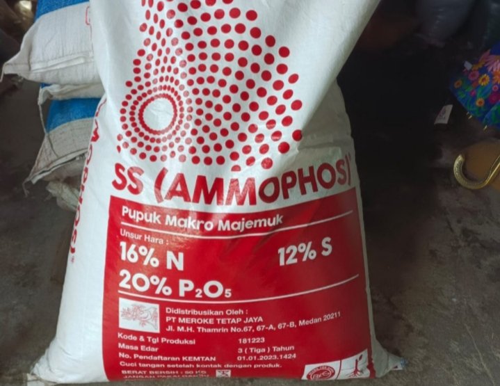 Pupuk SS (ammophos). (IST)