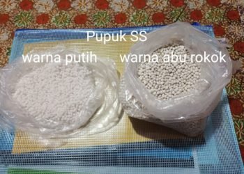 Pupuk SS ( ammophos) warna putih dan abu rokok.