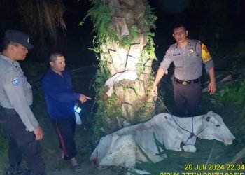 Sapi yang dicuri dua pelaku di Simalungun.