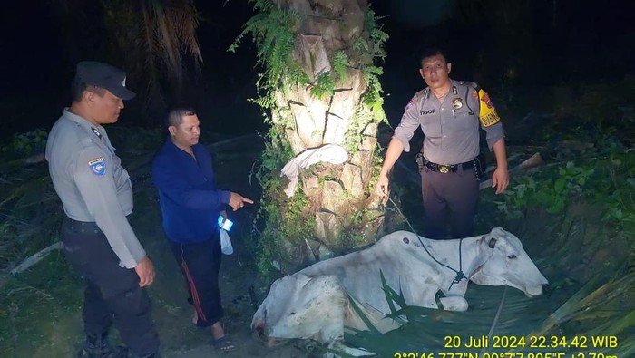 Sapi yang dicuri dua pelaku di Simalungun.