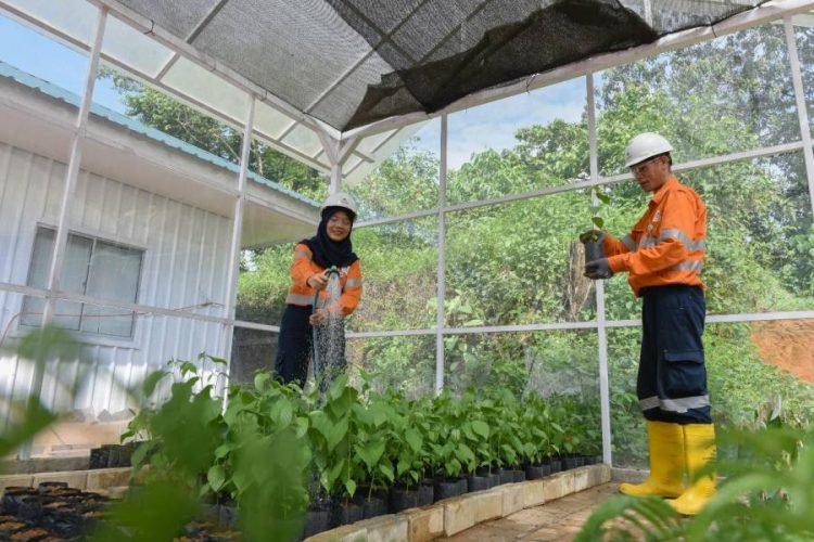 Pengelola Tambang Emas Martabe, PT Agincourt Resources, memperluas fasilitas pembibitan tanaman (Nursery) menjadi 6.000 meter persegi, salah satunya untuk mendukung kegiatan reklamasi pascatambang.(Laidin Pohan).