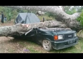 Mobil berpenumpang lima orang tertimpa pohon durian di Kebun Desa Telagah Kecamatan Sei Bingai Kabupaten Langkat, Senin (16/9/2024). 