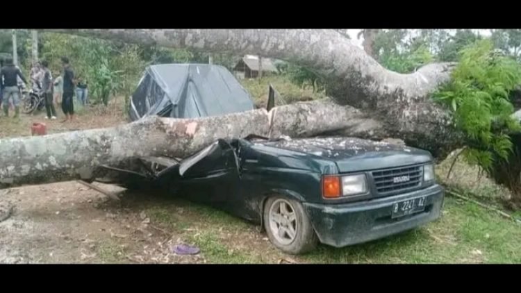 Mobil berpenumpang lima orang tertimpa pohon durian di Kebun Desa Telagah Kecamatan Sei Bingai Kabupaten Langkat, Senin (16/9/2024).