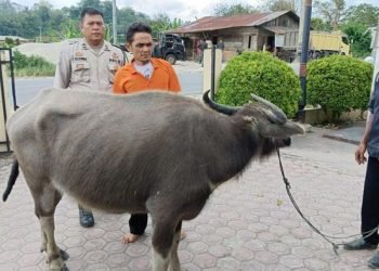 Kerbau yang dicuri oleh pelaku di Taput. 