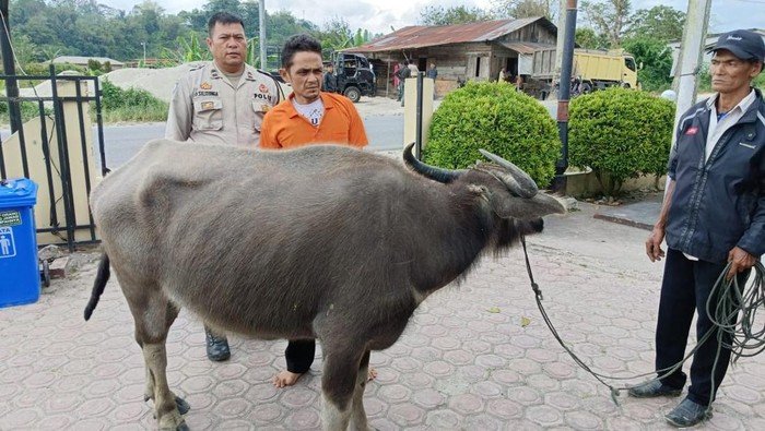 Kerbau yang dicuri oleh pelaku di Taput. 