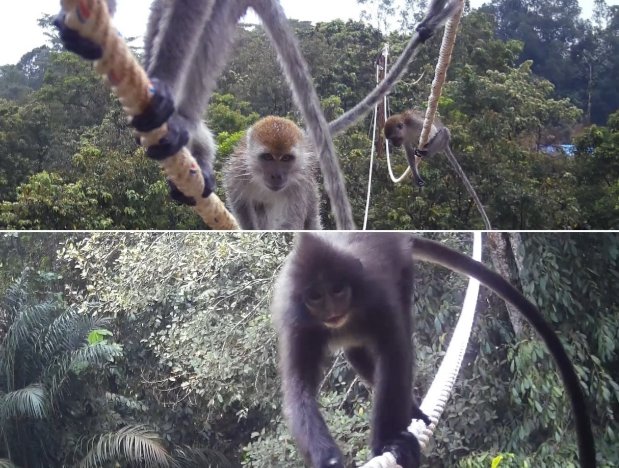 Sejumlah primata yang sedang berada di jembatan arboreal di kawasan Tambang Emas Martabe terekam camera trap. (Ist)
