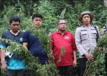 BNNK dan Polres Madina menemukan 1,5 hektare ladang ganja di bukit Tor Sihite, Kecamatan Panyabungan Timur, Selasa (10/12) .