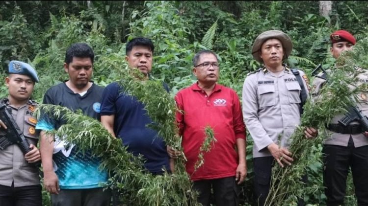 BNNK dan Polres Madina menemukan 1,5 hektare ladang ganja di bukit Tor Sihite, Kecamatan Panyabungan Timur, Selasa (10/12) .