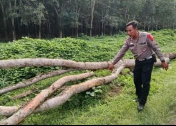 Polisi menunjukkan lokasi jatuhnya ranting pohon yang menimpa ibu dan anak. 