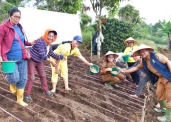 Penanaman padi Gogo di Sitaotao.(Suriono Brandoi)
