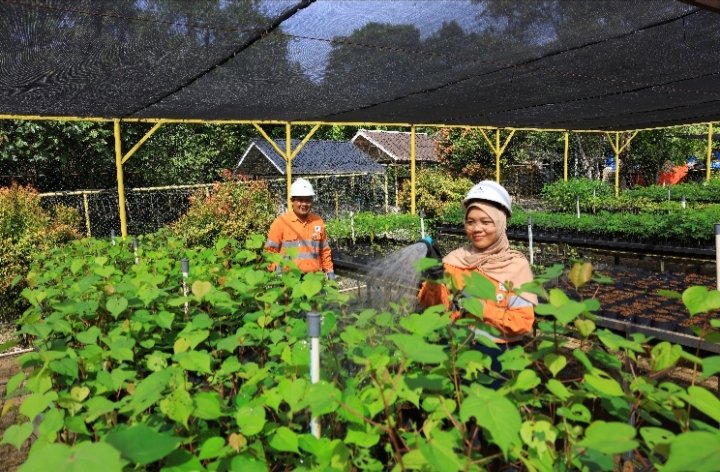 Karyawan tengah merawat tanaman lokal di fasilitas pembibitan  PT.AR  yang terletak di dalam site Tambang Emas Batang toru Tapsel. (IST)
