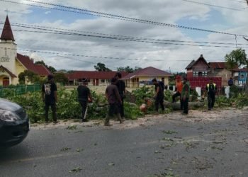 Sejumlah pohon ditebang di jalinsum depan Gereja HKBP Aruan. (IST)