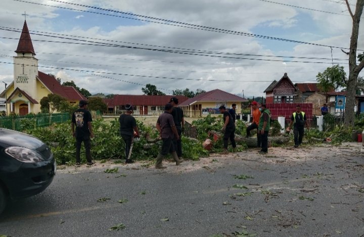Sejumlah pohon ditebang di jalinsum depan Gereja HKBP Aruan. (IST)