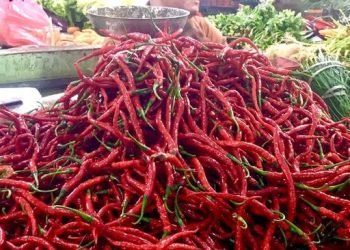 Pedagang cabai merah di Pasar Petisah Medan. 