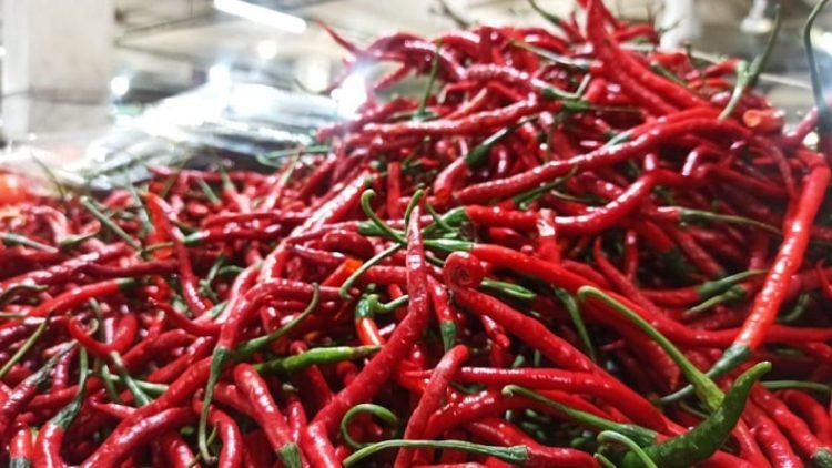 Cabai merah. 